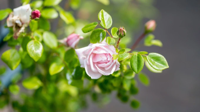 Bloemen B&B in Alkmaar