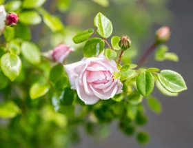 Bloemen B&B in Alkmaar